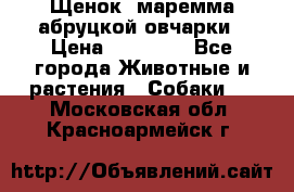 Щенок  маремма абруцкой овчарки › Цена ­ 50 000 - Все города Животные и растения » Собаки   . Московская обл.,Красноармейск г.